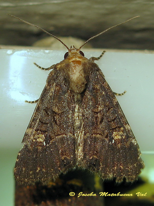 Mesapamea secalella (= didyma) - Noctuidae ?